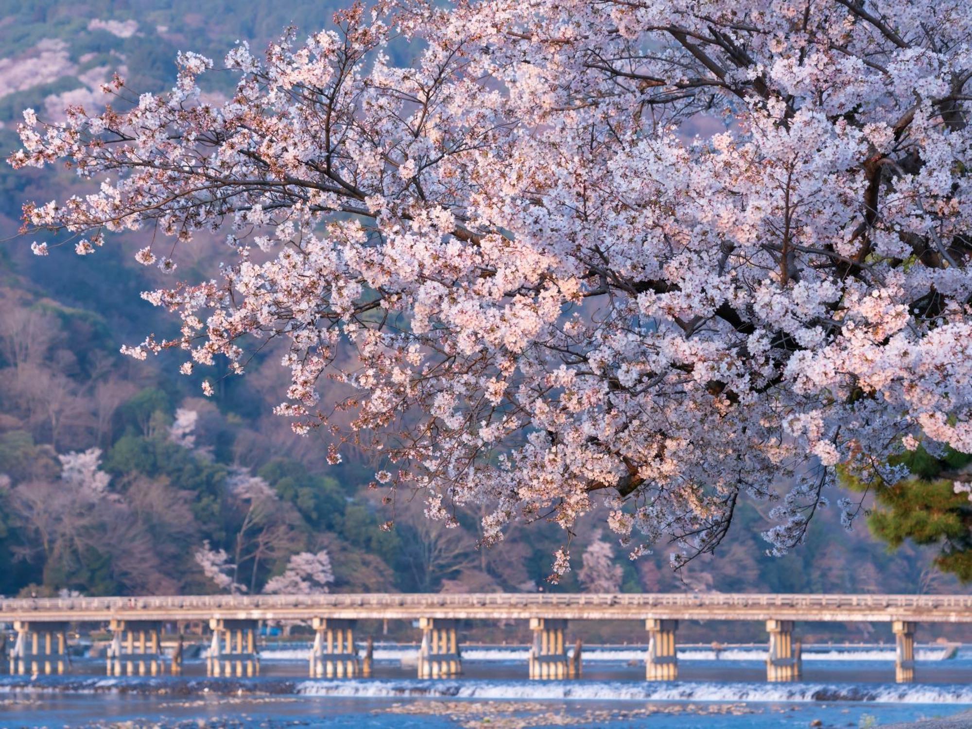 The Blossom Κιότο Εξωτερικό φωτογραφία